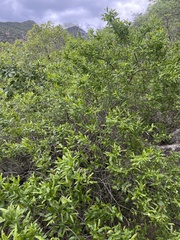 Combretum