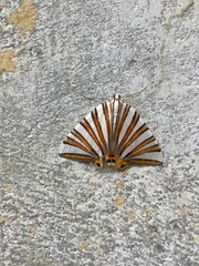 Pityeja histrionaria