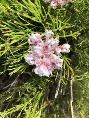 Serruria ascendens