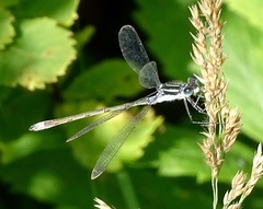 Lestes disjunctus