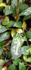 Stenorrhynchos albidomaculatum