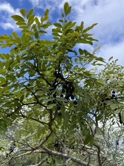 Styphnolobium affine