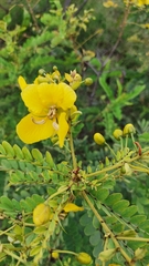 Senna auriculata