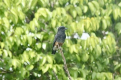 Chelidoptera tenebrosa