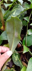 Stenorrhynchos albidomaculatum