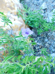 Ruellia californica californica