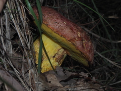Butyriboletus regius