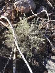 Artemisia tridentata
