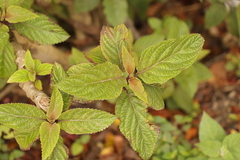 Plectranthus ecklonii