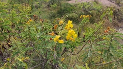 Senna auriculata