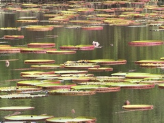 Victoria amazonica
