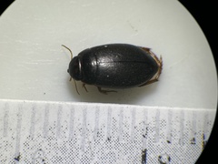 Agabinae