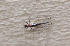 Homoeoxipha lycoides