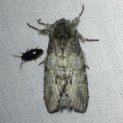 Macrurocampa marthesia