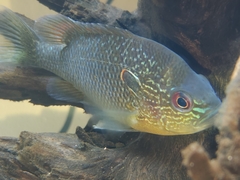 Lepomis peltastes