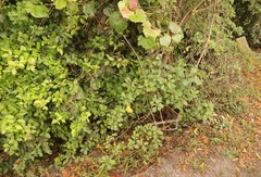 Gymnanthemum capense