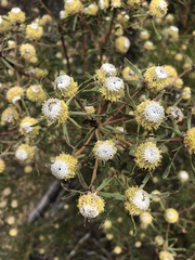 Leucadendron galpinii