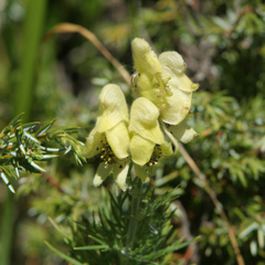 Aconitum anthora