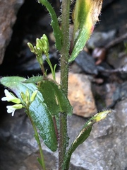 Arabis pycnocarpa