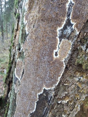 Coniophora puteana