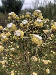Leucadendron galpinii