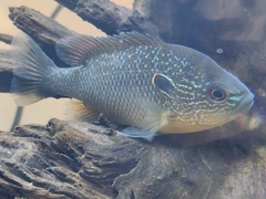 Lepomis peltastes
