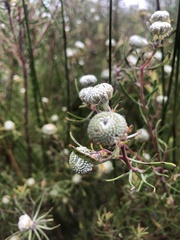 Leucadendron galpinii