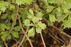 Gymnanthemum capense