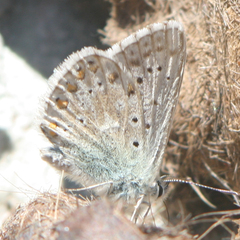 Polyommatus coridon