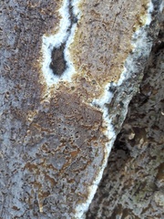 Coniophora puteana