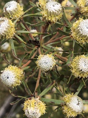 Leucadendron galpinii