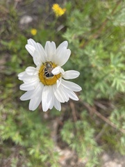 Trichiotinus assimilis