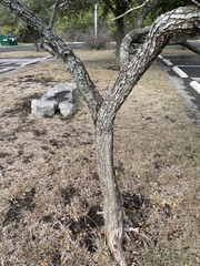 Styphnolobium affine