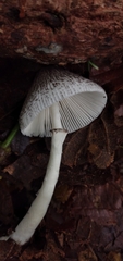 Lepiota atrodisca