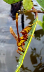 Polistes major