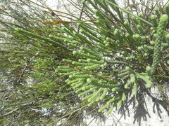 Macynia labiata