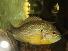 Lepomis peltastes