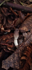 Lepiota atrodisca