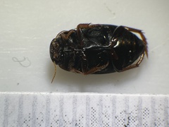 Agabinae