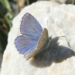 Polyommatus bellargus