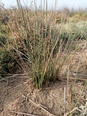 Juncus inflexus