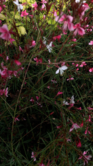 Oenothera lindheimeri