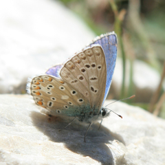 Polyommatus bellargus