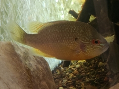 Lepomis peltastes