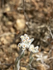 Helichrysum