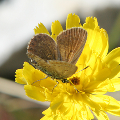 Plebejus idas