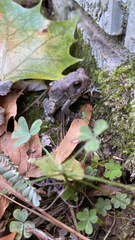 Anaxyrus fowleri