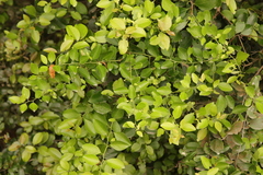 Gymnosporia nemorosa