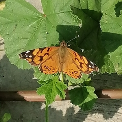 Vanessa annabella