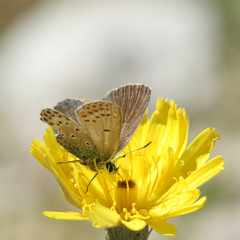Plebejus idas